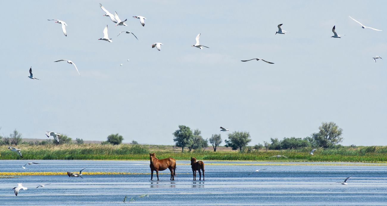 Круиз из "Волгограда в Астрахань и обратно", на теплоходе "Игорь Стравинский"