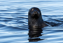 Речные круизы по России из Петербурга