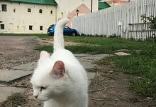 Богородичный Успенский мужской монастырь в Тихвине