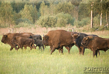 Тур в Беларусь