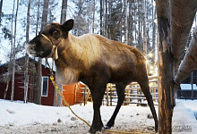 Питомник Северные олени в Карелии