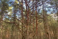 Нац. парк Куршская коса, Калининград