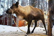 Вотчина Карельского Деда мороза ТалвиУкко. Северные олени